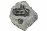 Detailed Austerops Trilobite With Two Gerastos - Morocco #327546-1